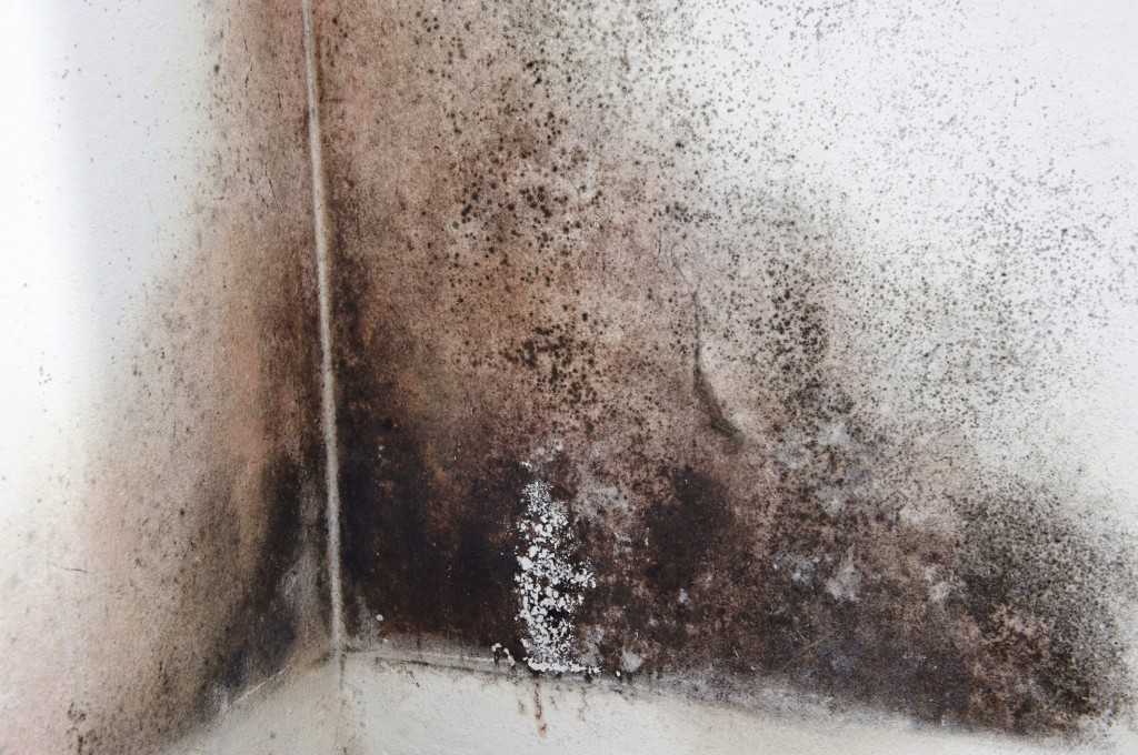 Mold Damage